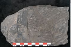 Foto (Detailansicht) von Senftenbergia crenata Lindl. et H. (NHMW-GEO-2024-0188-10937)